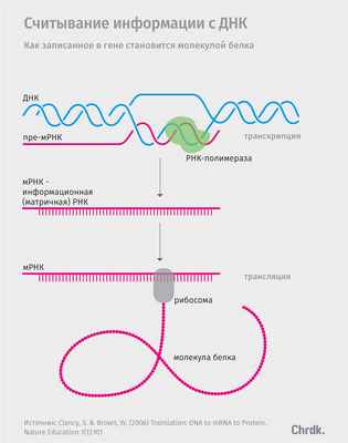 Считывание информации с ДНК. А. Лапушко / Chdrk. 