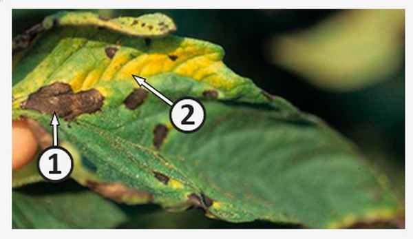 Паразит факультативный - Поражение листьев томата факультативным паразитом