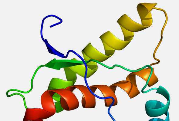Структура PRNP-белка 