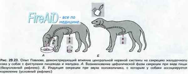 Фазы желудочной секреции. Нейрогуморальная фаза. Кишечная фаза.