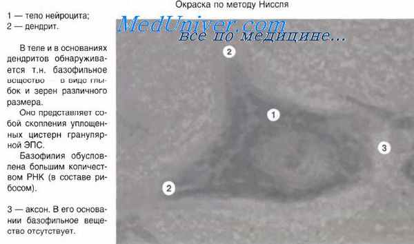 регенерация тканей