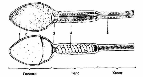 Оплодотворение. Сперматозоиды. Сперматозоид.