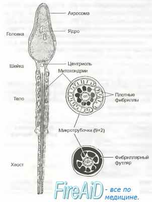 Оплодотворение. Сперматозоиды. Сперматозоид.