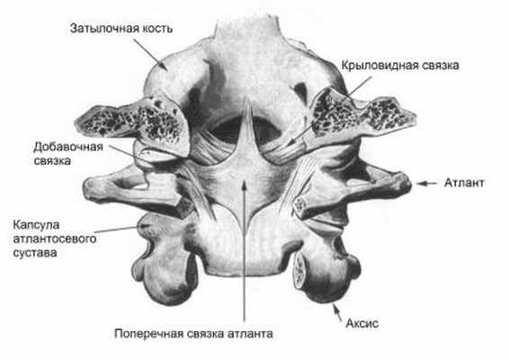 Кранивертебральный перехода