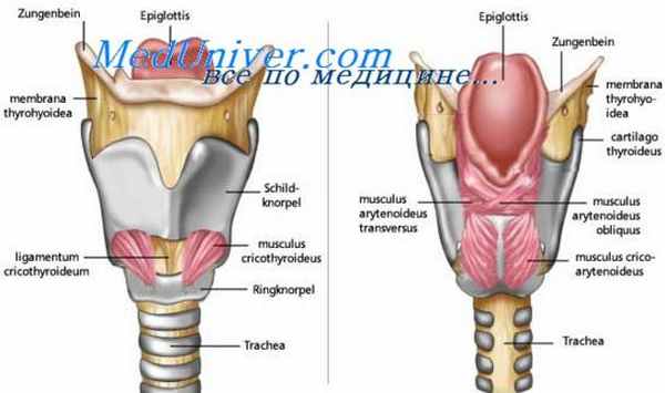 теория фонации