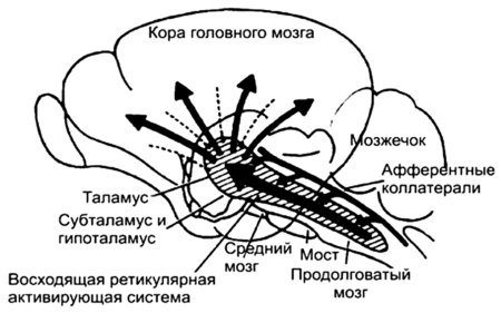 Проекции восходящей ретикулярной активирующей системы