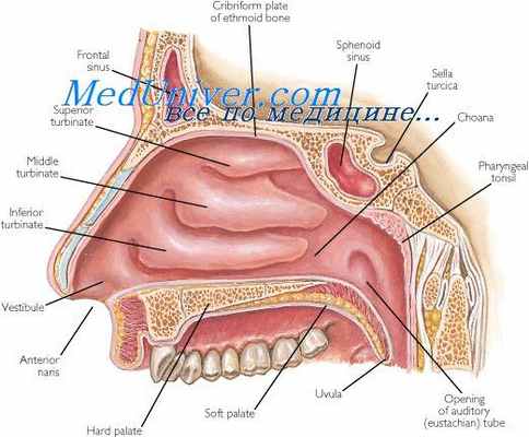 физиология глоточных миндалин