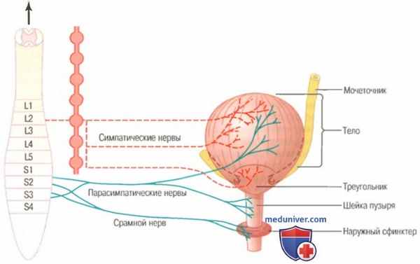 физиология почек