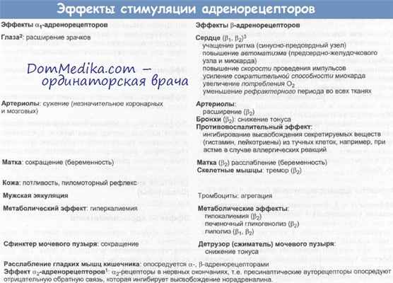 Эффекты стимуляции андрогеновых рецепторов