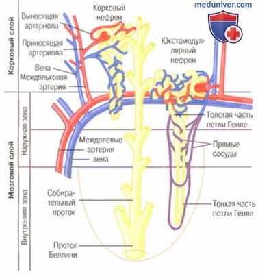 физиология почек