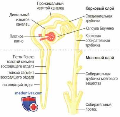 Физиология нефрона. Корковые и юкстамедуллярные нефроны