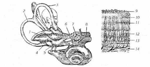 Строение и расположение лабиринта и рецепторов отолитового аппарата