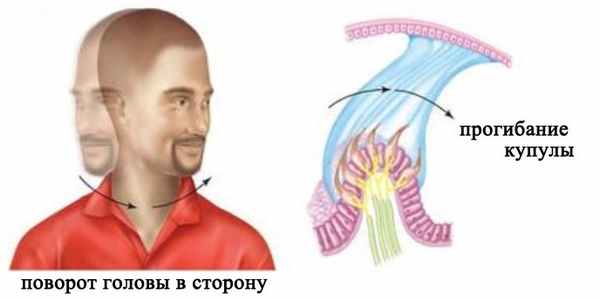 Восприятие углового ускорения