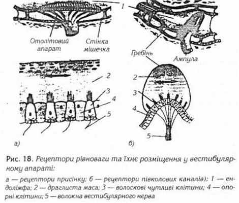 Рецепторы равновесия и их размещения в вестибулярном аппарате 