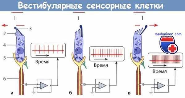 Вестибулярные сенсорные клетки