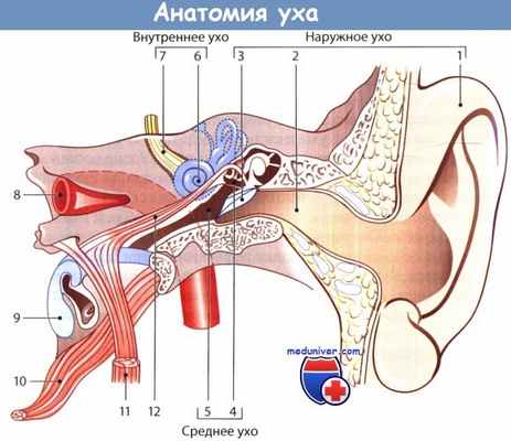Анатомия уха
