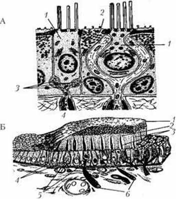 Микроструктура периферического отдела вестибулярного анализатора