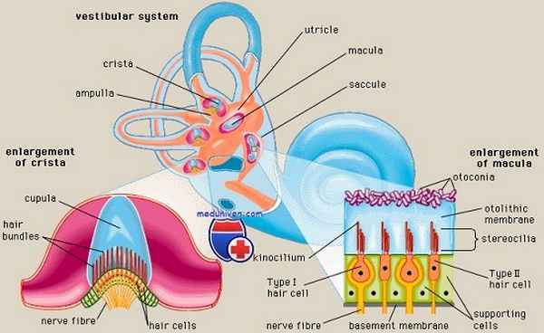 отолитовый аппарат