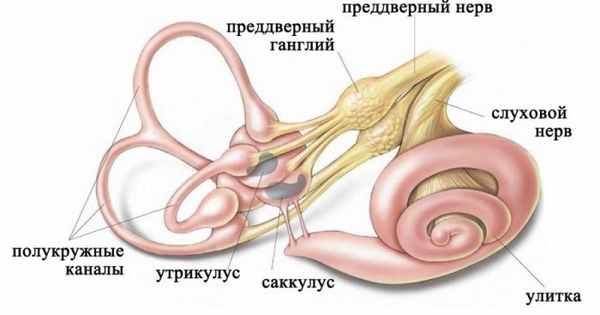 Строение лабиринта