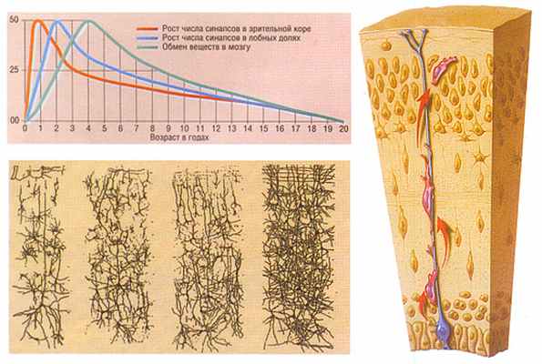 Формирование речи
