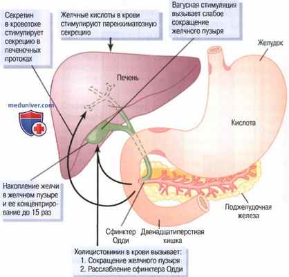 Физиология секреции желчи. Физиологическая анатомия секреции желчи