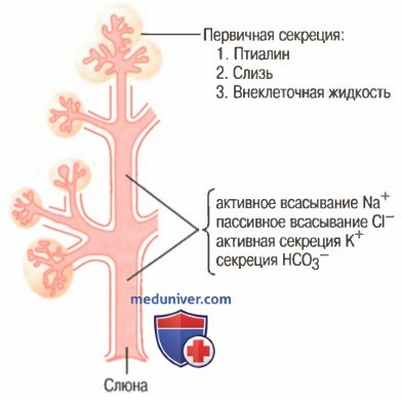 Физиология слюны. Секреция слюны