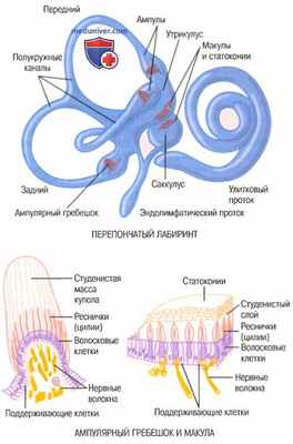Вестибулярный аппарат