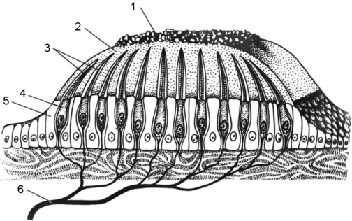 Строение отолитового аппарата