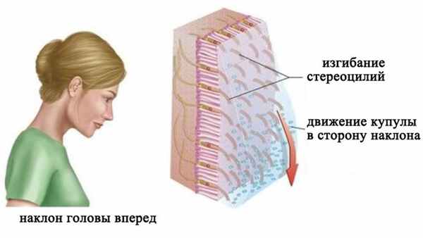 Восприятие положения тела относительно силы гравитации