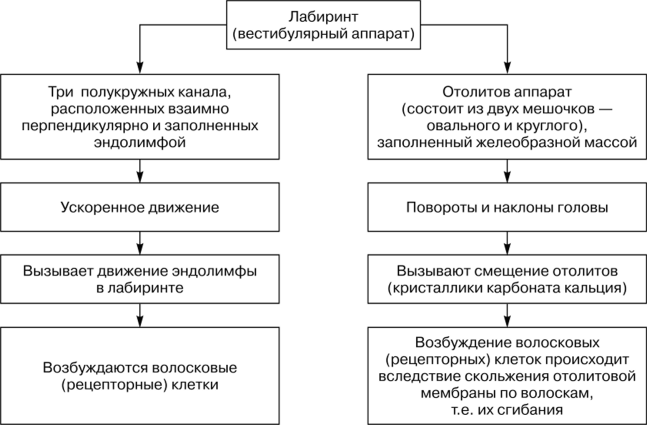 Лабиринт (вестибулярный аппарат)