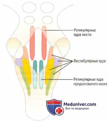 Физиология вестибулярных ядер
