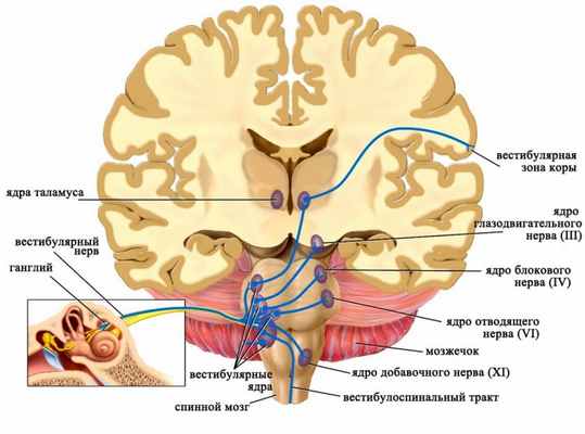 Ядра вестибулярного нерва и их связи