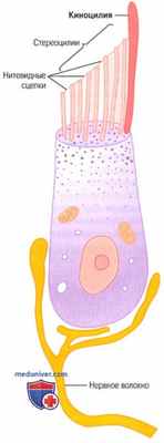 Вестибулярный аппарат