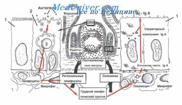 гиперплазия лимфатических узлов