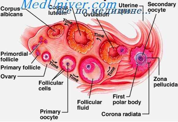 фолликулярные клетки