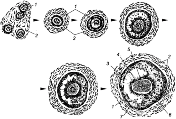 Основные стадии развития фолликула (Carlson, 1981; по Гилберт С., 1993)