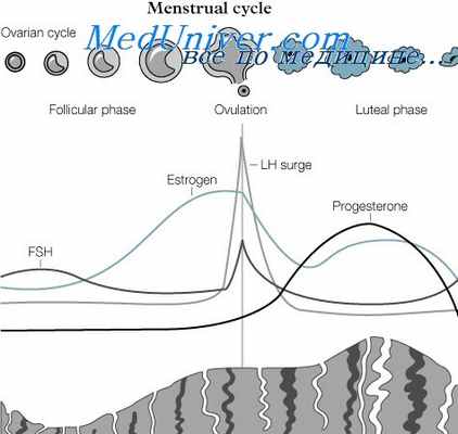 эстроген и менструальный цикл