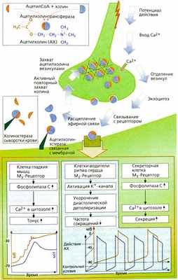 Ацетилхолин: высвобождение, действие, инактивация
