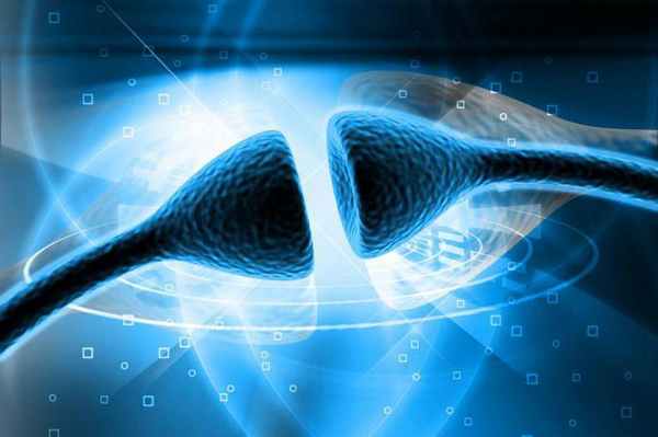 холинергические синапсы влияют 