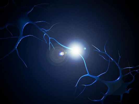 холинергические синапсы 