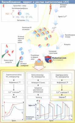 Высвобождение, обмен и эффекты ацетилхолина