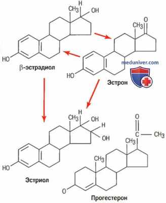 Функции эстрадиола и прогестерона. Синтез эстрогенов и прогестинов