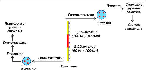 Участие инсулина и глюкагона в гомеостазе глюкозы