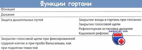 Функции гортани