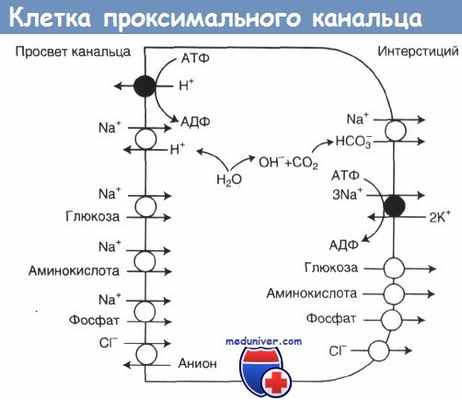 физиология клетки проксимального канальца нефрона почки