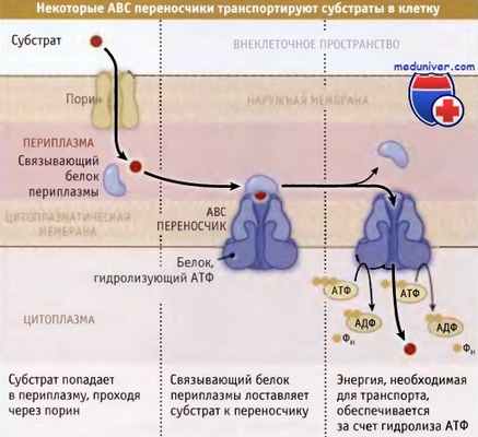 ABC переносчики