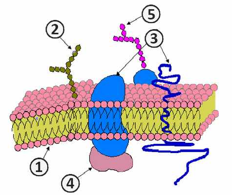 Цитоплазматическая мембрана - Структура цитоплазматической мембраны