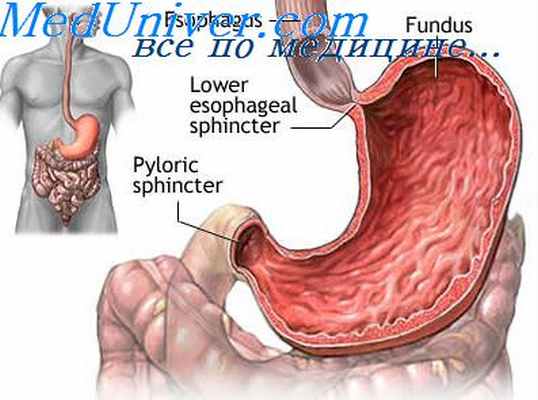 функции желудка
