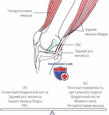 Функциональная анатомия коленного сустава