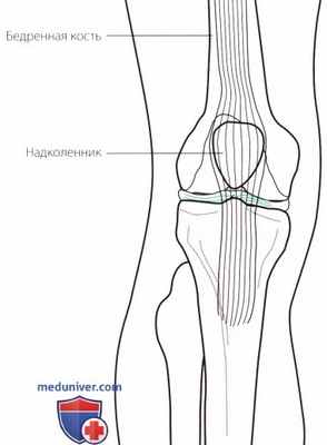 Функциональная анатомия коленного сустава